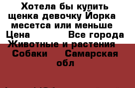 Хотела бы купить щенка девочку Йорка 2 месетса или меньше › Цена ­ 5 000 - Все города Животные и растения » Собаки   . Самарская обл.